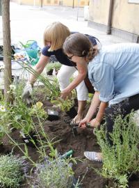 Street gardening v Praze