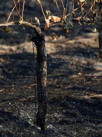 Požáry zasáhly srdce světoznámého vinného regionu. Podle úřadů zničily až 13 vinic v Napa Valley.