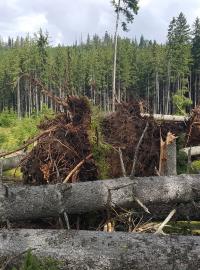 Po páteční bouři popadaly tisíce stromů, hlavně v okolí Nové Pece a Stožce