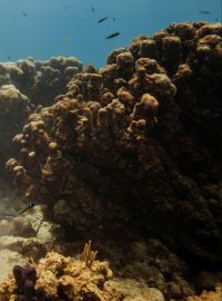 V Karibiku umírají korály