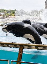 Kosatky v mořském zoologickém parku Marineland ve Francii