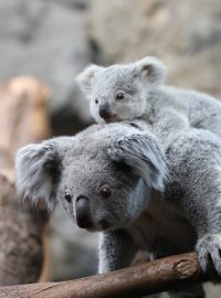 Koala (Zoo Edinburg)