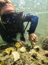 Vědci se snaží ochránit populaci korálů na Floridě, kterou ohrožují vlny veder,