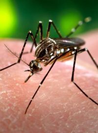 Komár Aedes aegypti
