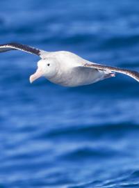Ve Francii představili projekt, ve kterém mořští albatrosi pomáhají v boji proti nelegálním rybářům.