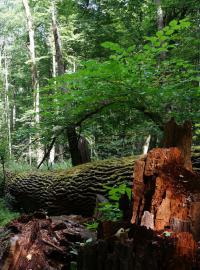 Bělověžský prales v Polsku