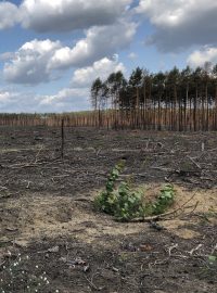 Sucho, horko, kůrovec. Německé lesy postupně vymírají