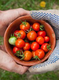 Počet zahraničních dělníků na farmách klesl o 20 % a úrodu nemá kdo sbírat. Velkou část sběračů tvořili lidé z východní Evropy.