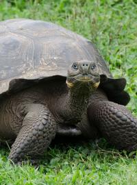 Želva sloní žijící na Galapágách je největší žijící pozemní druh želvy