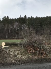 Pokácený strom v aleji v v Zašové na Vsetínsku