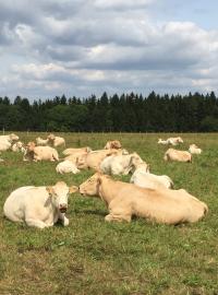 Stádo vzácného skotu Blonde d´ Aquitaine chovatel po úhynu tří telat přehnal na jinou pastvinu, na které nejsou sloupy elektrického vedení.