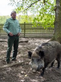 Lánská bachyně Berta žije v tzv. demonstrační obůrce, na snímku s šéfem Lesní správy Lány Milošem Balákem