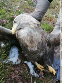 Čtyři mrtvé orly mořské našli ekologové nedávno u Velkého Boru na Klatovsku. Předpokládají, že ptáky někdo záměrně otrávil, nejspíš zakázaným pesticidem karbofuranem. Na snímku otrávený orel u obce Sedlice u Rožmitálu pod Třemšínem.