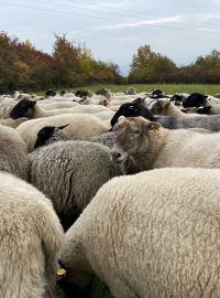 Na chráněných loukách díky pravidelnému spásání žije velké množství chráněných zvířat - zejména hmyzu.