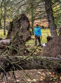 Silný vítr doprovázený deštěm se v neděli v ranních hodinách přehnal i přes Hradec Králové. Na snímku jsou spadlé stromy v městské části Slezské předměstí.