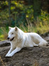 Arktický vlk, které chovají i v olomoucké zoo.