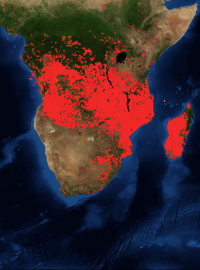 Srovnání požárů Amazonského pralesa a afrických tropických deštných lesů - satelitní snímek