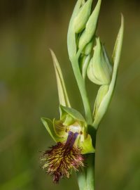 Orchidej druhu Calochilus