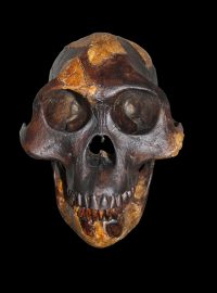 3,2 milionu let stará fosilie předka člověka druhu Australopithecus afarensis známá jako Lucy