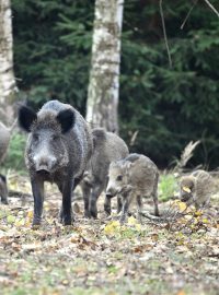 Veterinární správa zakázala lovit zvěř a krmit divoká prasata