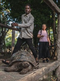 Turisté sledují želvu v Zanzibaru