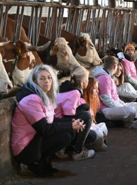 Obsazením kravínu bojují aktivisté za osvobození zvířat