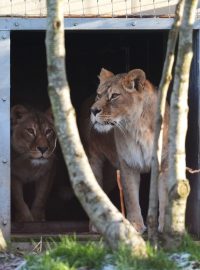 Dvě čtyřleté lvice Luna (vpravo) a Pluša se seznamují s venkovním výběhem po svém středečním příjezdu do Five Sisters Zoo