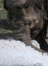 Sloni se chladí ledem v Pražské ZOO