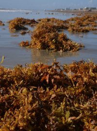 sargassum chaluha řasa