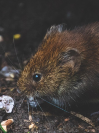 Přemnožení hrabošů chce Ústřední kontrolní a zkušební ústav zemědělský řešit rozhazováním jedu. (ilustrační foto)