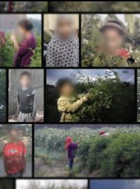 BBC zmapovala příběhy několika dětí, které jsou v Egyptě využívány k práci na plantážích