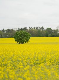 Řepkové pole